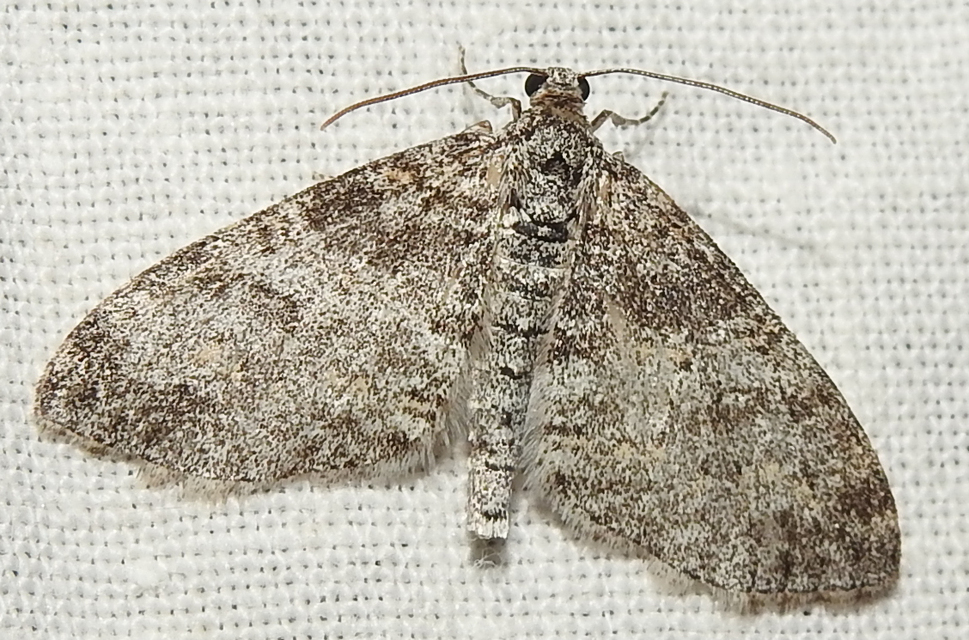 Lobophora halterata - szárnyfüggelékes araszoló