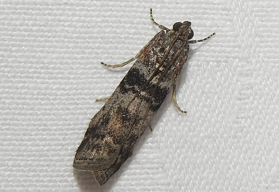 Dioryctria