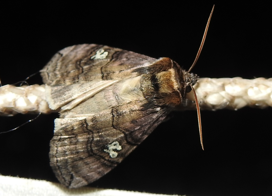 Tethea ocularis - pápaszemes pihésszövő