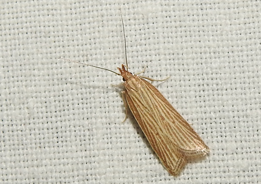 Helcystogramma albinervis - fehérerű lápimoly