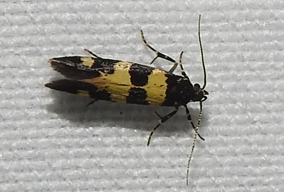 Denisia augustella - zebramoly