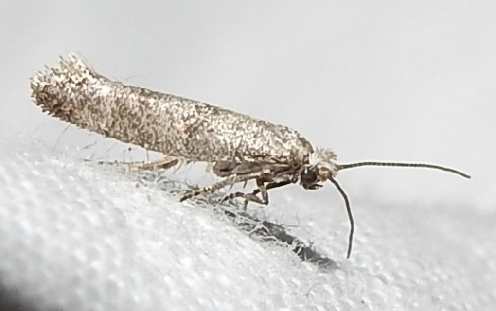 Yponomeutidae - pókhálós-molyfélék