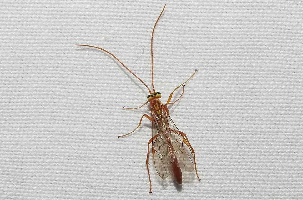 Ophion obscuratus