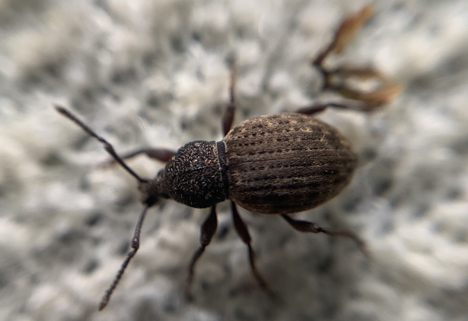 Otiorhynchus raucus - molyhos gyalogormányos