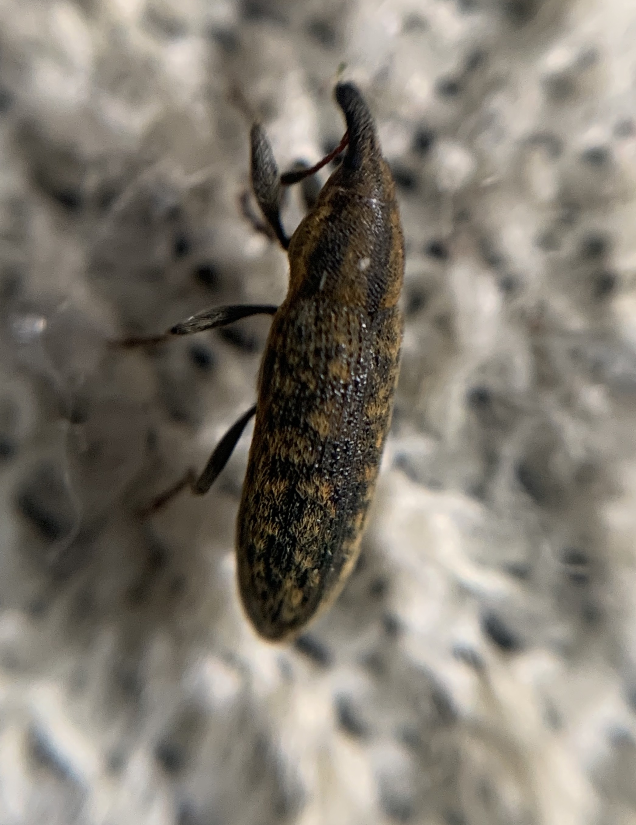 Lixus filiformis - karcsú dudvabarkó