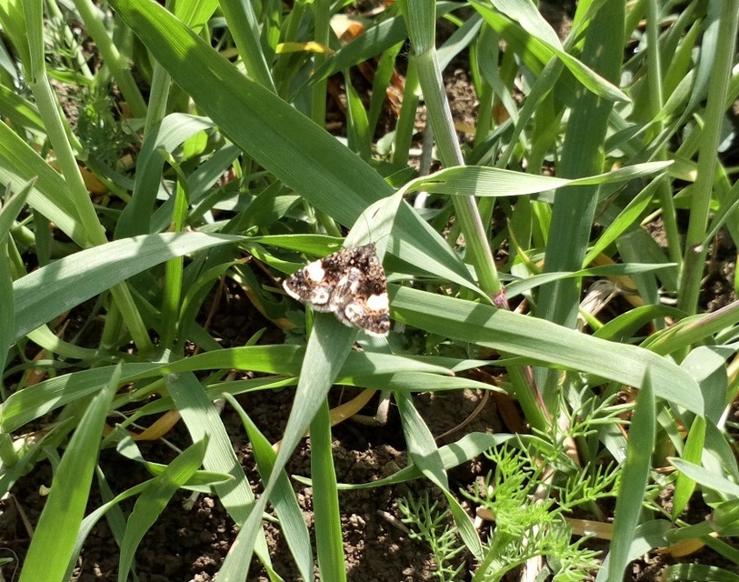 Tyta luctuosa - fekete nappalibagoly