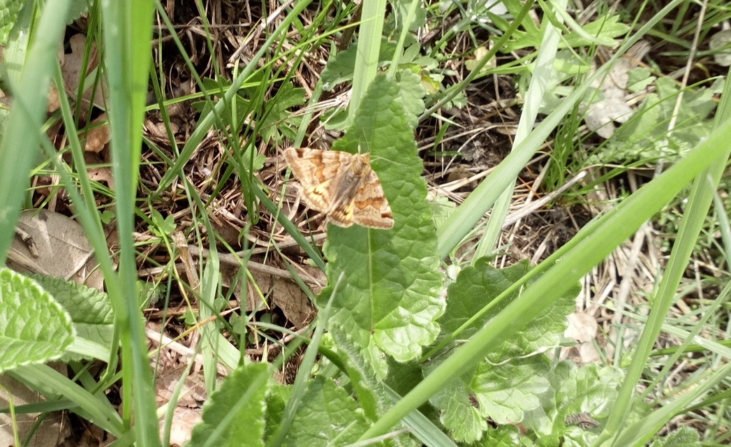 Euclidia glyphica - közönséges nappalibagoly