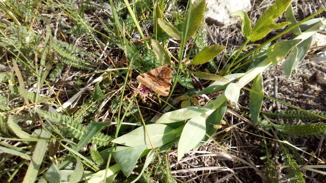 Euclidia glyphica - közönséges nappalibagoly