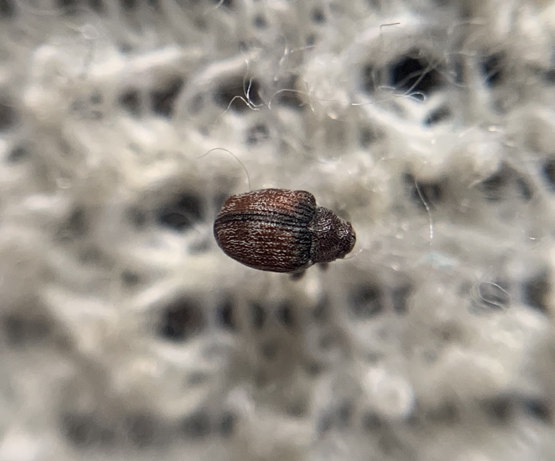 Coeliodes rana - cser-gömböcormányos