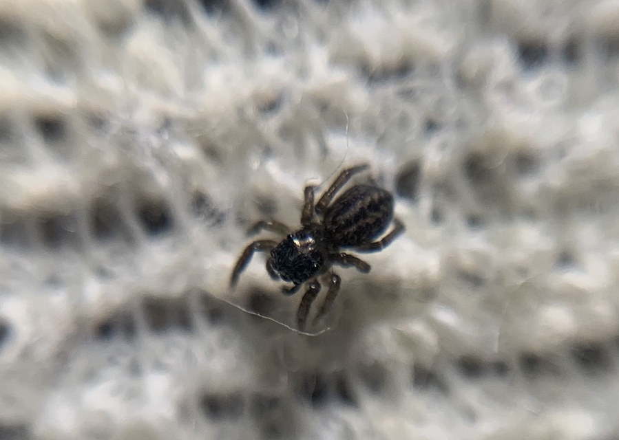 Euophrys frontalis - háromszöges ugrópók