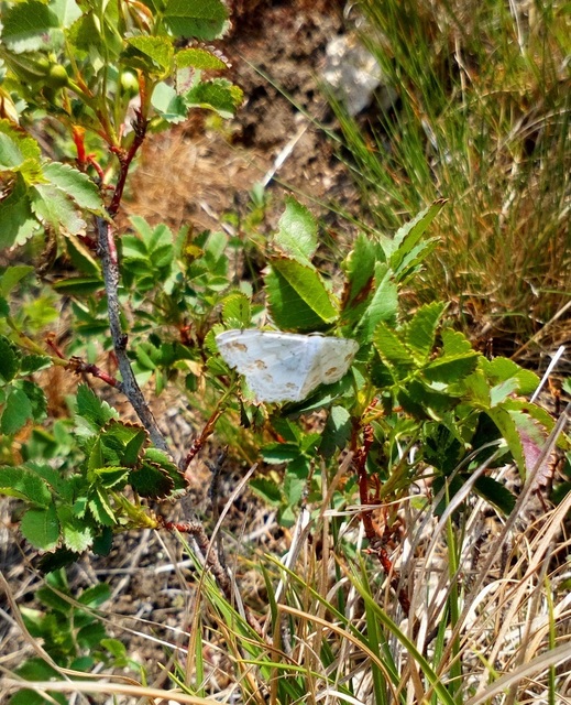 Scopula ornata - díszes fehéraraszoló