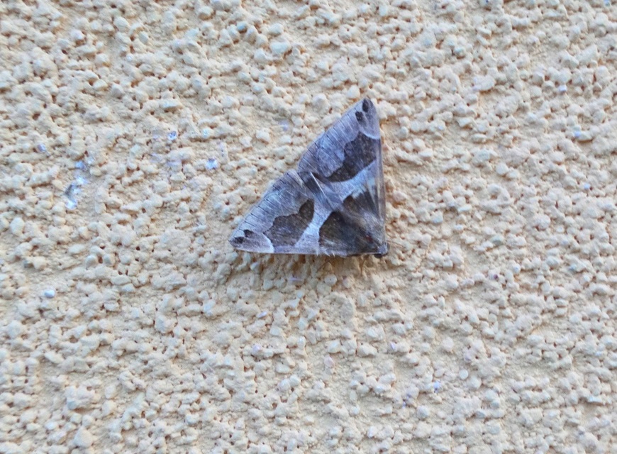 Dysgonia algira - déli porcelánbagoly