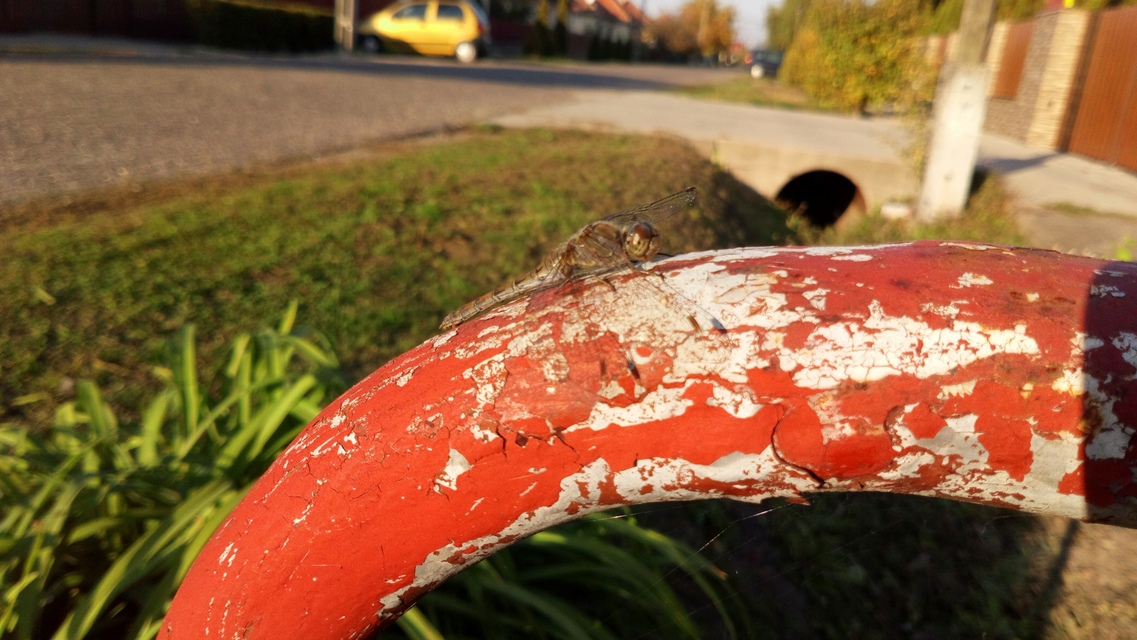 Sympetrum striolatum - harántsávos katona-szitakötő