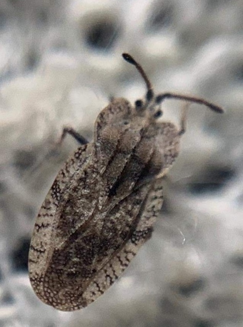 Tingis ampliata Tingis ampliata