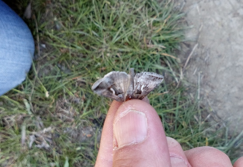 Macdunnoughia confusa - cseppfoltos ezüstbagoly