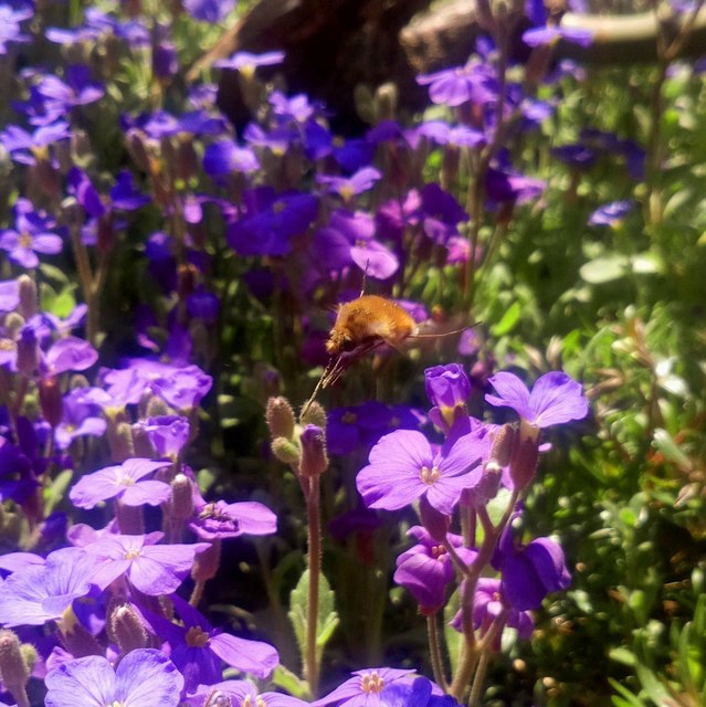 Bombylius major - szegélyes pöszörlégy
