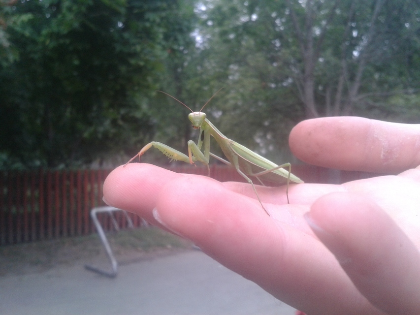 Mantis religiosa - imádkozósáska