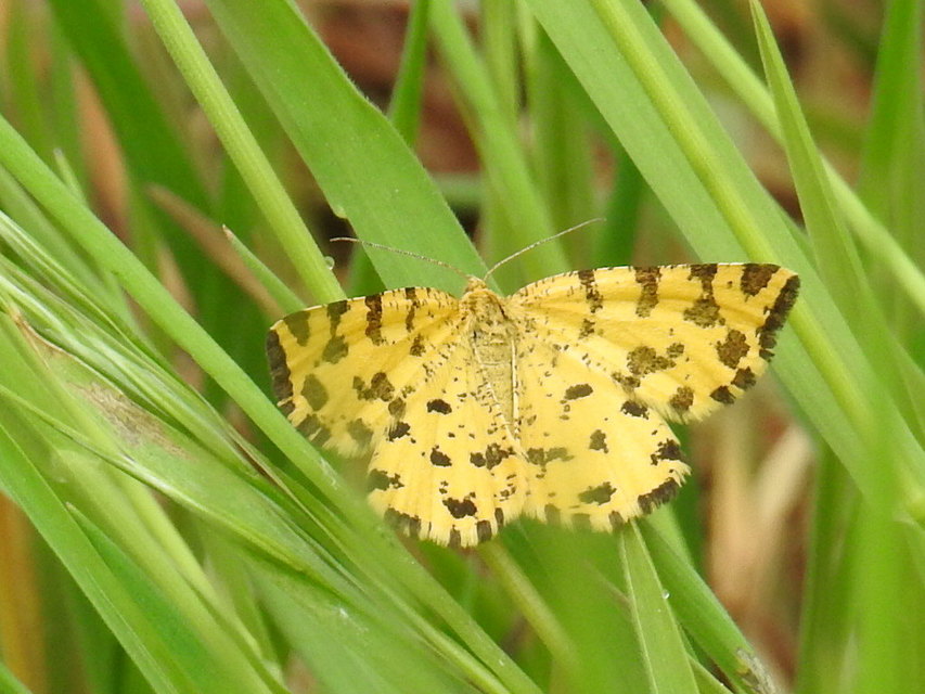 Pseudopanthera macularia - párducfoltos araszoló