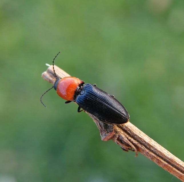 Cardiophorus gramineus - pirosnyakú szívespattanó