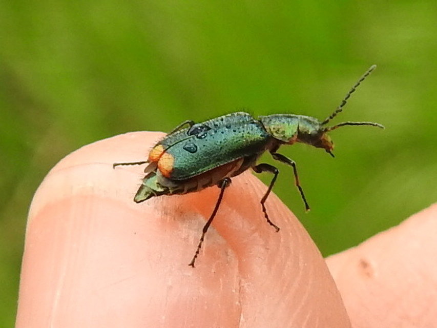 Malachius bipustulatus - kétfoltos bibircsesbogár