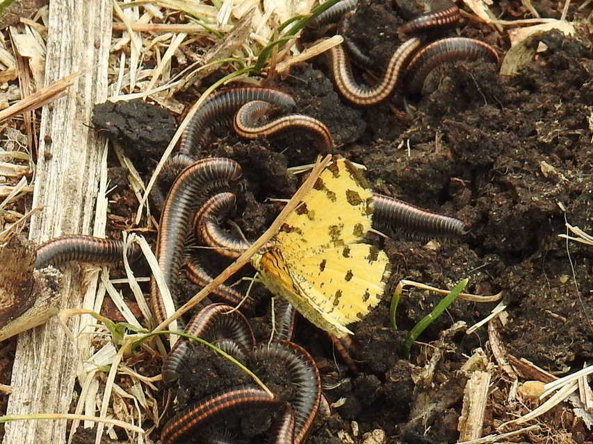 Pseudopanthera macularia - párducfoltos araszoló