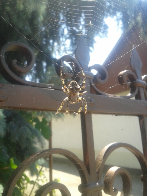 Araneus circe/angulatus