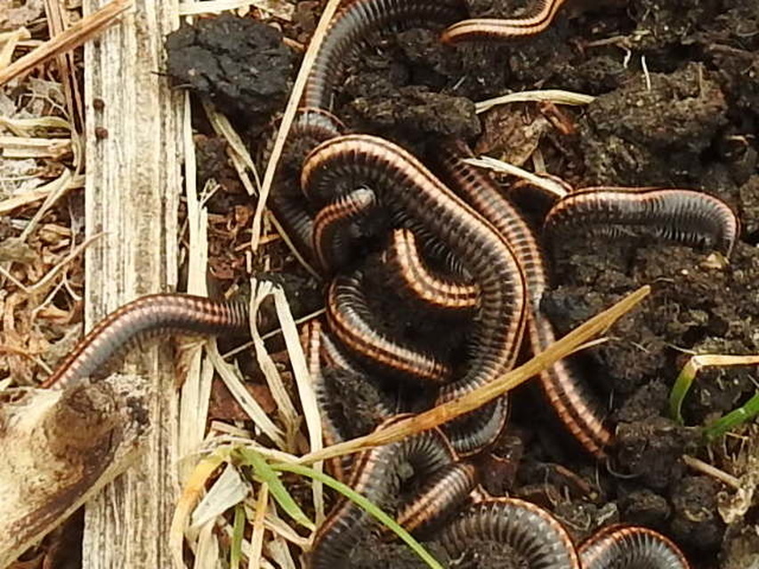 Diplopoda - Ikerszelvényesek