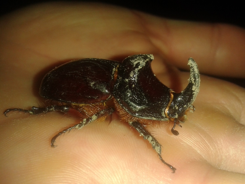 Oryctes nasicornis - orrszarvú bogár