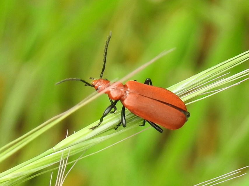Pyrochroa serraticornis - közép-bíborbogár