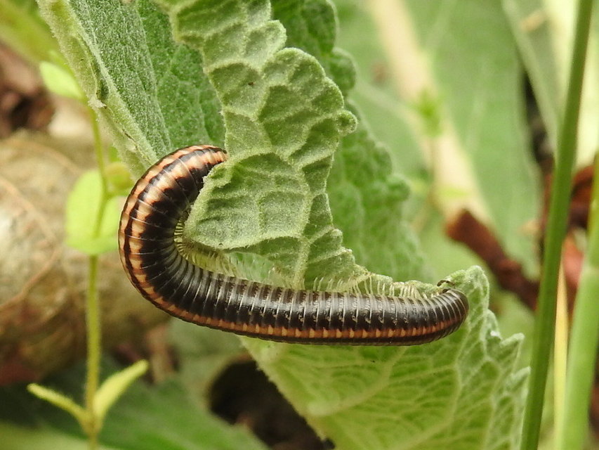 Diplopoda - Ikerszelvényesek