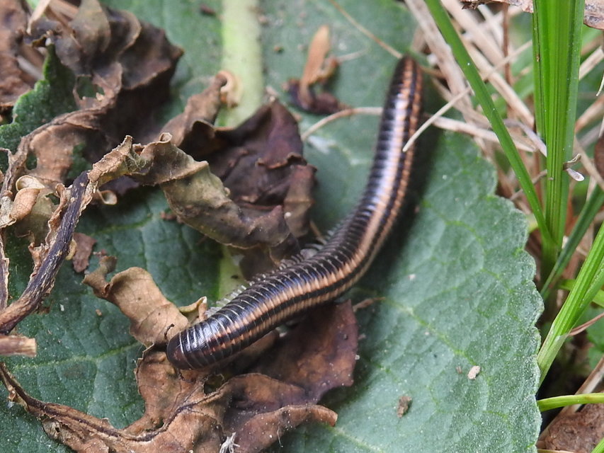Diplopoda - Ikerszelvényesek