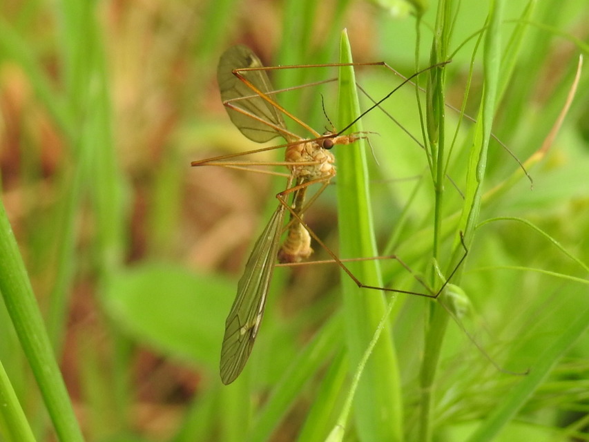 Tipula
