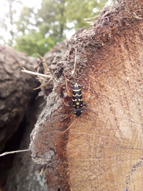 Plagionotus arcuatus - bársonyos darázscincér