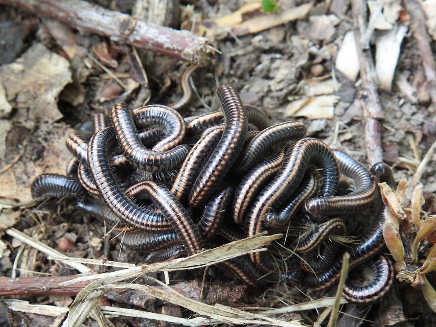 Diplopoda - Ikerszelvényesek