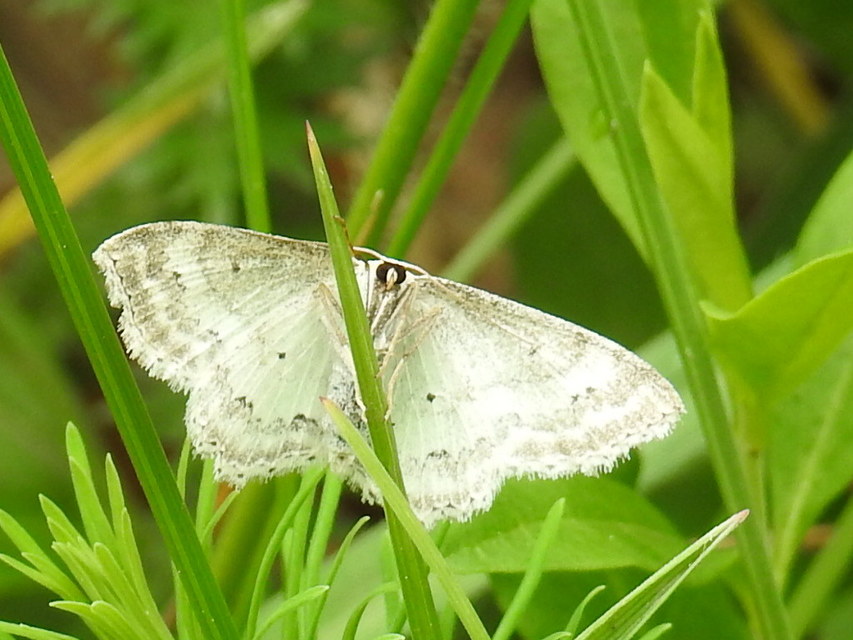 Scopula ornata - díszes fehéraraszoló