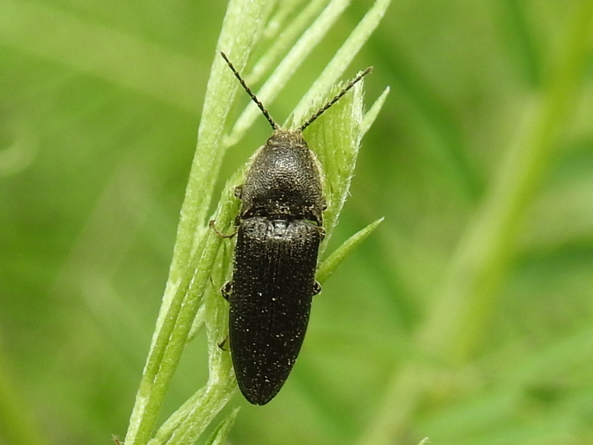 Melanotus punctolineatus - sávos gyászpattanó