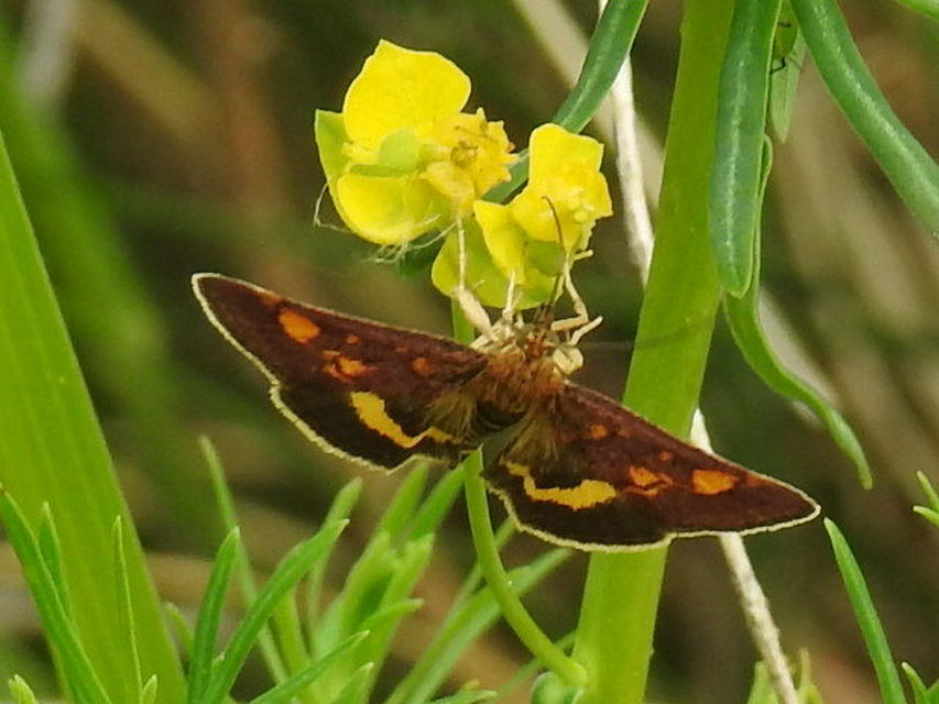 Pyrausta aurata - aranyló bíbormoly