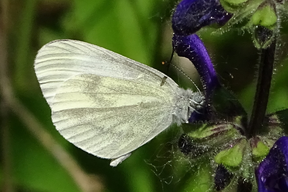 Leptidea sinapis/juvernica