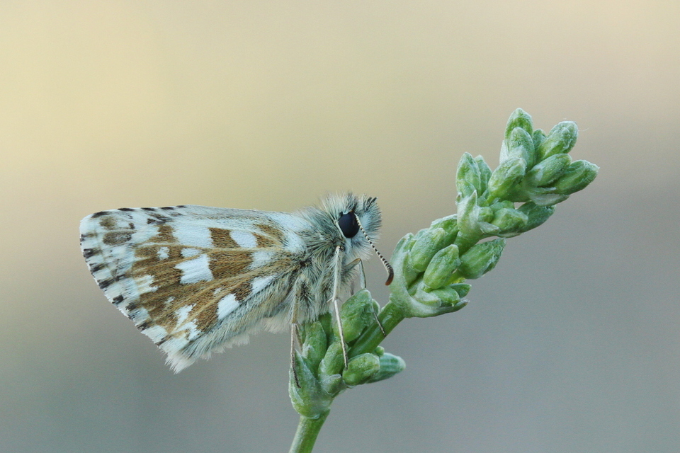Pyrgus armoricanus - feles busalepke