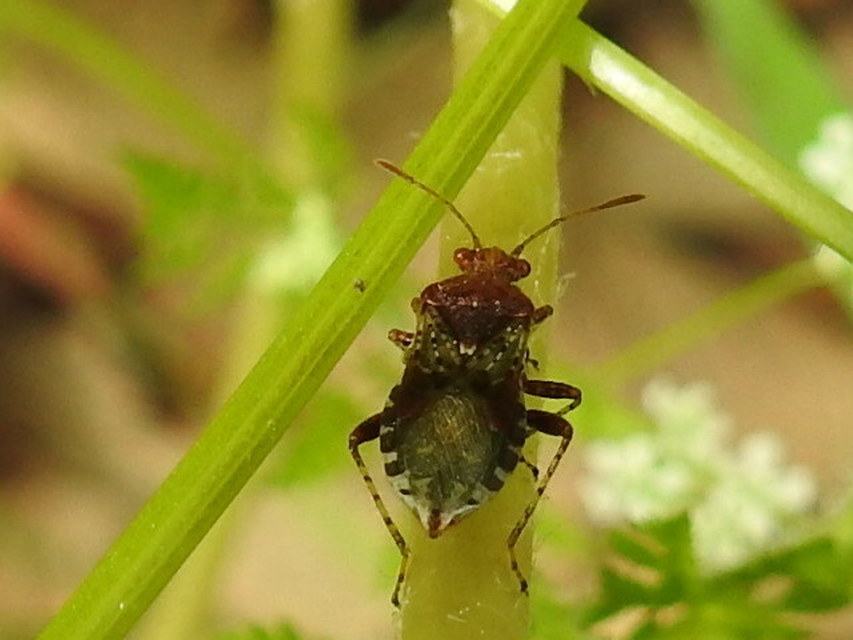 Rhopalidae - üvegpoloskák