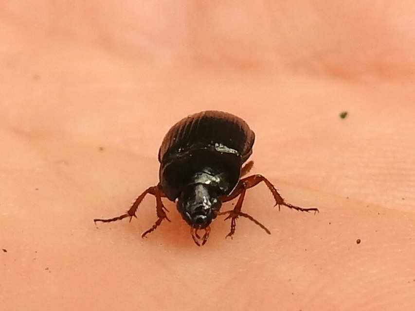 Amara anthobia - réti közfutó Amara anthobia - réti közfutó