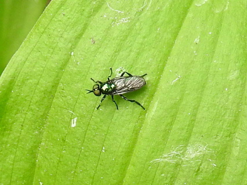 Stratiomyidae - katonalégyfélék