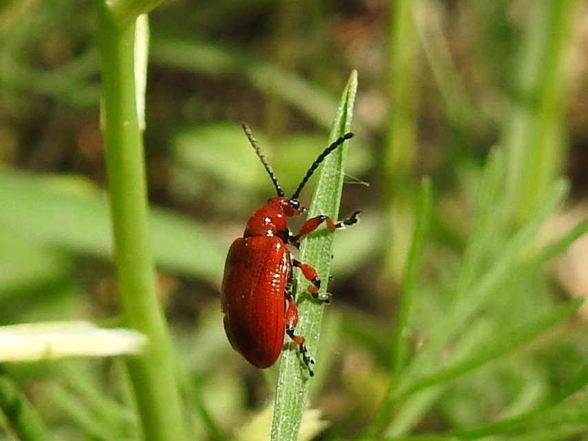 Lilioceris merdigera - hagymabogár Lilioceris merdigera - hagymabogár