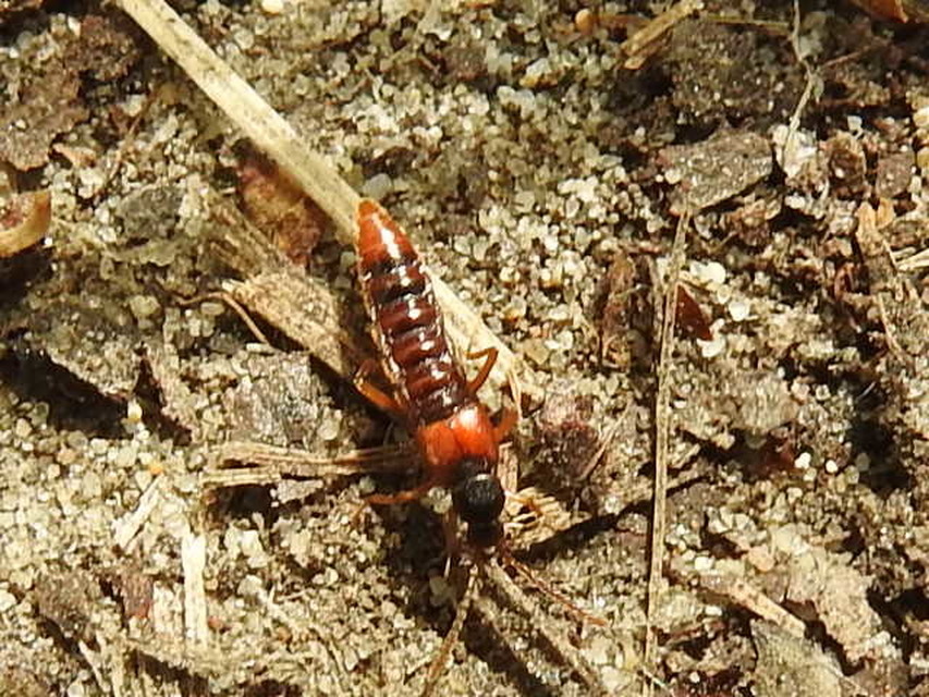 Ilyobates nigricollis - termetes vastagcsápúholyva