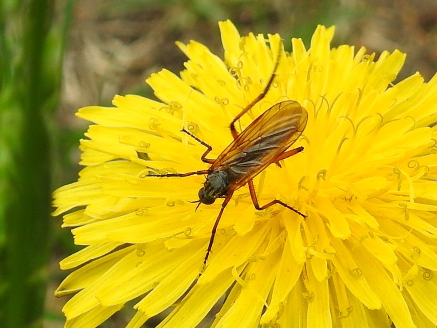 Empididae - táncoslegyek