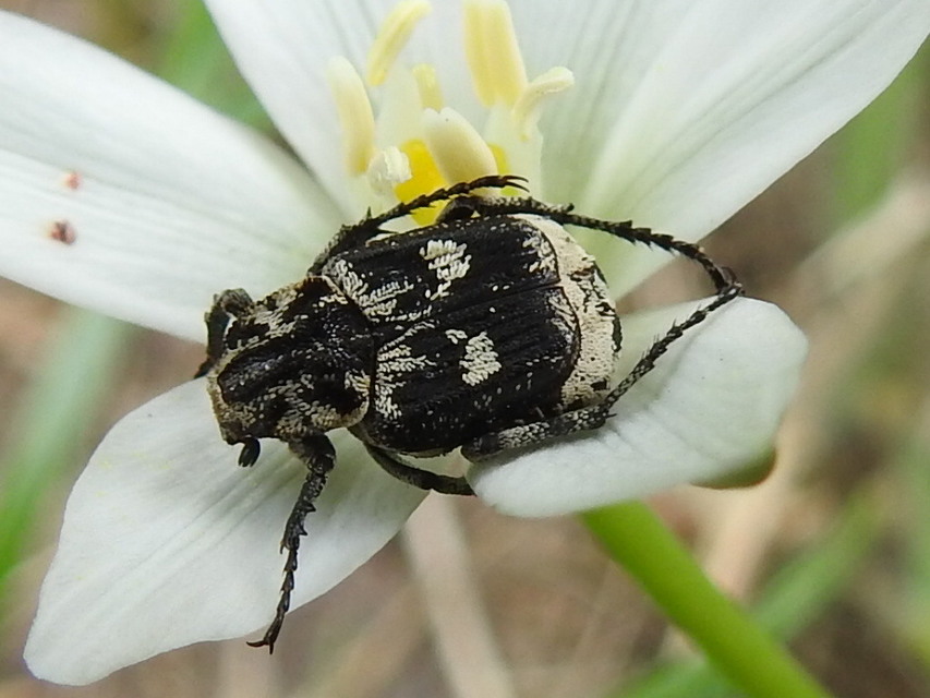 Valgus hemipterus - suta virágbogár