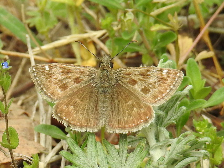 Erynnis tages - cigánylepke