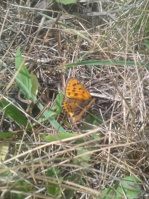 Lycaena thersamon - kis tűzlepke