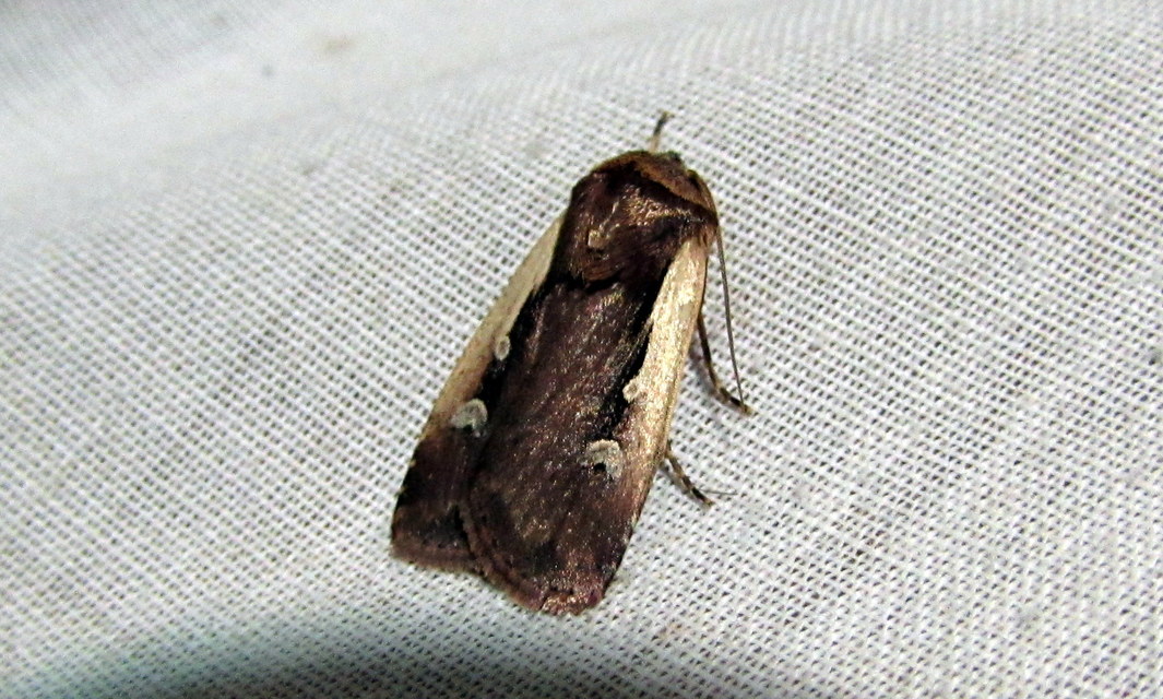 Ochropleura plecta - fehérszegélyű fűbagoly