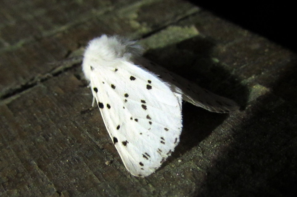 Spilosoma lubricipedum/urticae